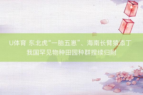 U体育 东北虎“一胎五崽”、海南长臂猿添丁 我国罕见物种田园种群捏续归附