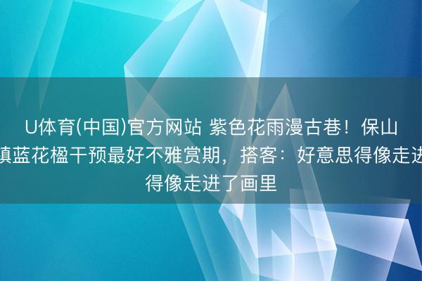 U体育(中国)官方网站 紫色花雨漫古巷！保山板桥古镇蓝花楹干预最好不雅赏期，搭客：好意思得像走进了画里